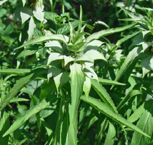 72-SpottedBeebalm-MonardaPunctata-1.jpg