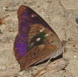 75-DingyPurplewing-3.jpg