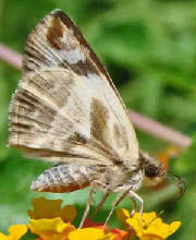 75-LavianaWhite-Skipper.jpg