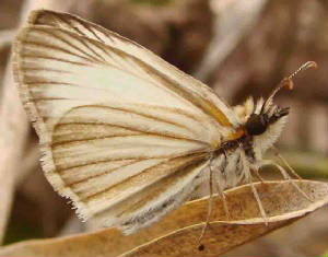 76-VeinedWhite-Skipper.jpg