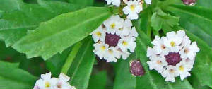 77-Narrow-leafFrogfruit-LippiaNodiflora-1.jpg