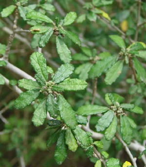 78-SouthwestBernardia-BernardiaMyricaefolia-1.jpg