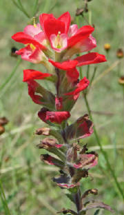 79-TexasPaintbrush-CastillejaIndivisa-2.jpg