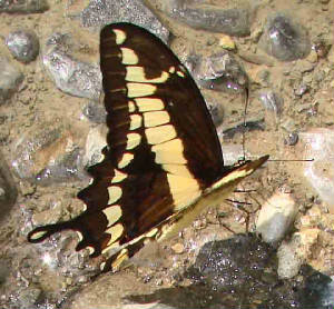 8-ThoasSwallowtail-1.jpg