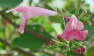 84-PinkSalvia-SalviaCoccinea-2.jpg