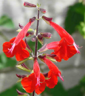 85-RedSalvia-SalviaCoccinea-1.jpg