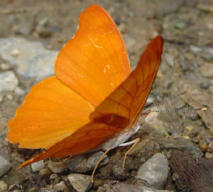 88-OrangeBanner-5.jpg