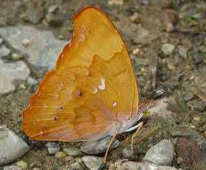 89-OrangeBanner-6.jpg