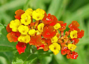 89-TexasLantana-LantanaHorrida-1.jpg