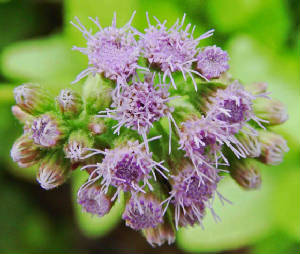 9-BetonyMistflower-EupatoriumBetonicifolium-3.jpg