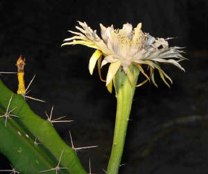 9-Night-bloomingCereus-AcanthocereusPentagonus-5.jpg