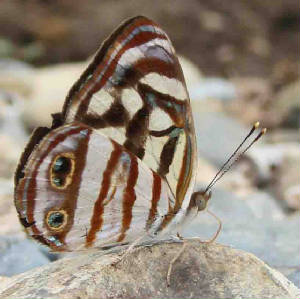 Four-spotted Sailor (male) - Dynamine postverta mexican