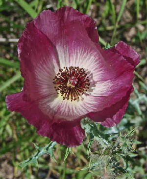 95-PurplePricklyPoppy-ArgemoneSanguinea-2.jpg