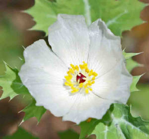 96-WhitePricklyPoppy-ArgemoneSanguinea-1.jpg