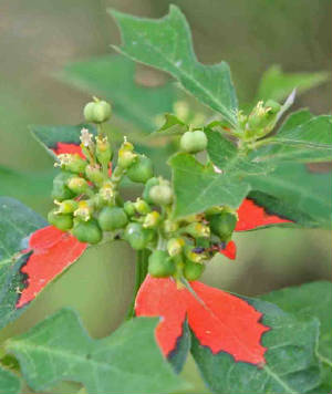 97-WildPoinsettia-EuphorbiaHeterophyll-3.jpg