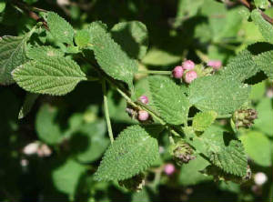 98-VelvetLantana-LantanaVeultina-1.jpg