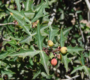 Agarito-BerberisTrifoliolata.jpg