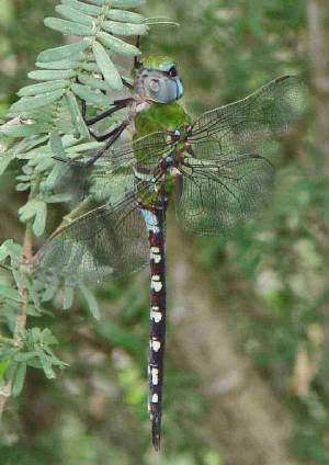 AmazonDarner-5.jpg