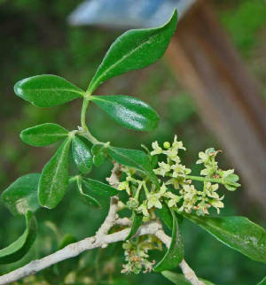 Baretta-Helietiaparviflora-4.jpg
