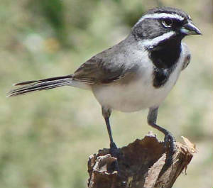 Black-throatedSparrow-2.jpg