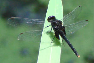 BlackPondhawk-2.jpg