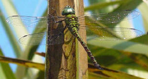 Blue-facedDarner-2.jpg