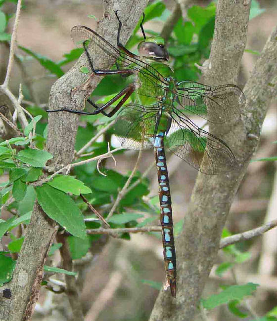 Blue-spottedCometDarner-2.jpg