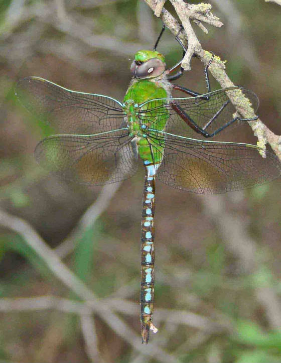 Blue-spottedCometDarner-7.jpg