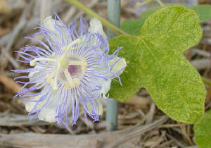 CoronadeCristo-Passiflorafoetida-2.jpg