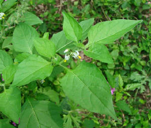 EasternBlackNightshade-SolanumPtycanthum-1.jpg