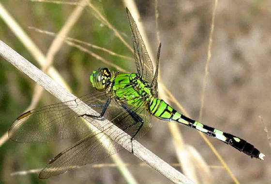 EasternPondhawk-2.jpg