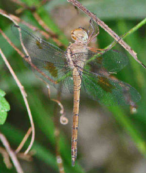 EveningSkimmer-1.jpg