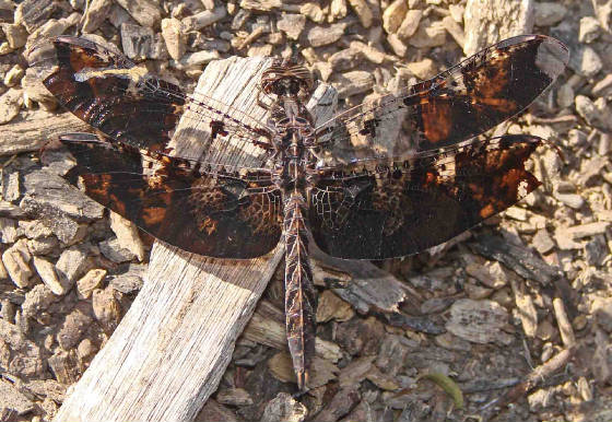 FiligreeSkimmer-8.jpg