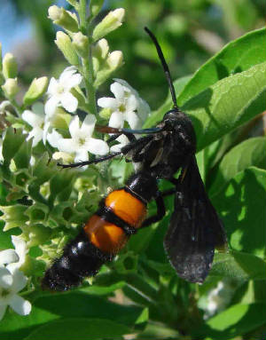 wasp scoliid rio grande valley texas arthropods lower south ephippium flower