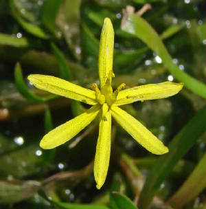 GrassleafMudplantain-Heterantheradubiaorliebmannii-2.jpg