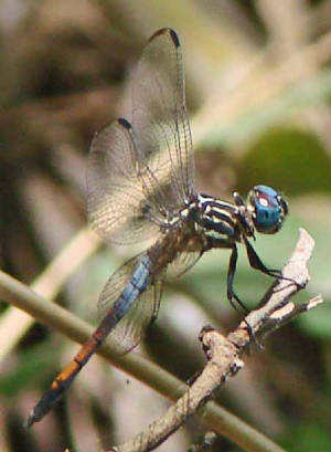 Gray-waistedSkimmer-1.jpg