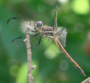 Gray-waistedSkimmer-4.jpg