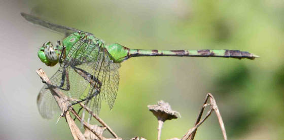 GreatPondhawk-1.jpg