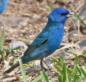 IndigoBunting-1.jpg