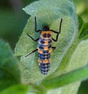 ladybug rio grande valley arthropods munda lower texas south larva