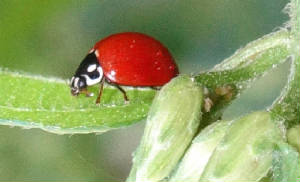 Ladybug-b.jpg