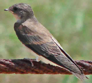 NorthernRough-wingedSwallow-1.jpg