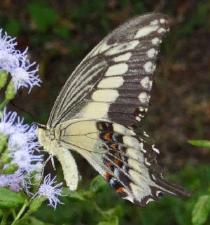 OrnythionSwallowtail-43.jpg