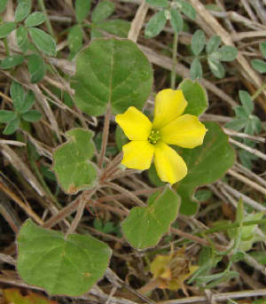 PeonyleafWoodsorrel-OxalisDichondrifolia-1.jpg