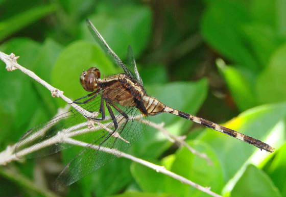 Pin-tailedPondhawk-1.jpg