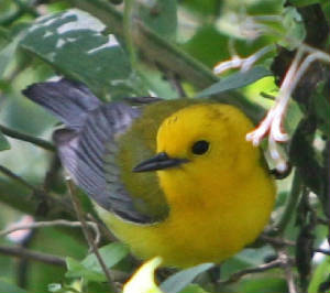 ProthonotaryWarbler-DJ-2.jpg