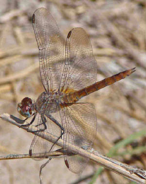 Red-tailedPennant-15.jpg