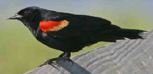 Red-wingedBlackbird-1.jpg