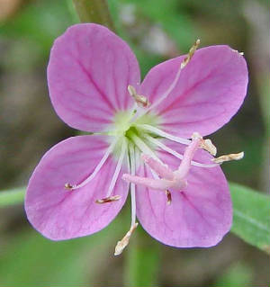 RoseSundrops-Oenotherarosea-2.jpg