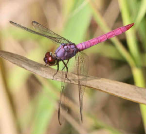 RoseateSkimmer-8.jpg